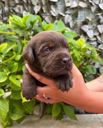 Cuccioli di labrador