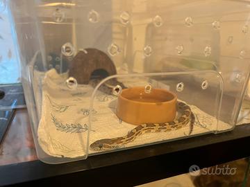 Baby serpente del grano