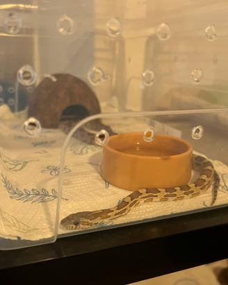Baby serpente del grano