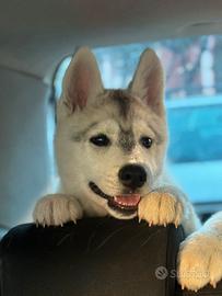Siberian husky cuccioli