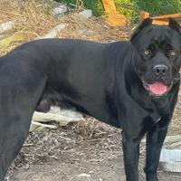 Cane corso per monta