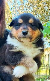 Cuccioli Collie disponibili