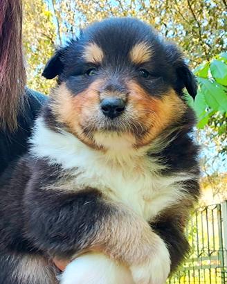 Cuccioli Collie disponibili