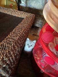 Gattini siamesi Tabby Point favolosi