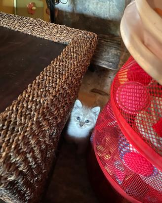 Gattini siamesi Tabby Point favolosi