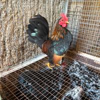 Guardare descrizione