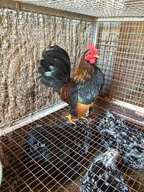 Guardare descrizione