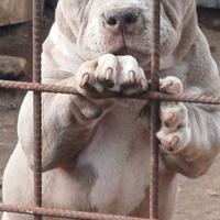 American bully