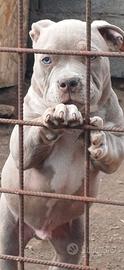 American bully