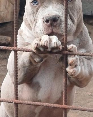 American bully