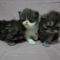 Cuccioli persiani ipertipici