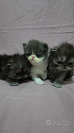 Cuccioli persiani ipertipici