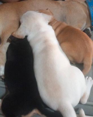 Cuccioli 40 giorni
