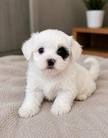 Maltipoo mini toy maschio