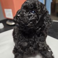 Barboncino Toy maschio