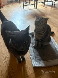 2 gatti inseparabili - adozione di coppia