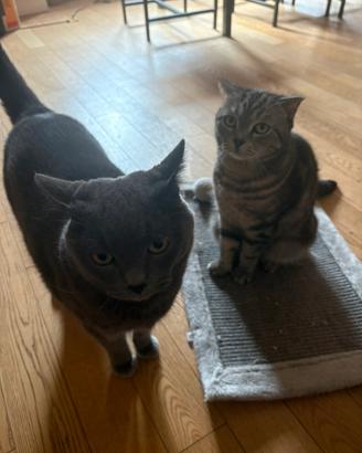2 gatti inseparabili - adozione di coppia