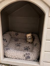 Morkie incrocio maltese York shire maschio toy