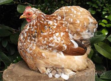 Galline ornamentali