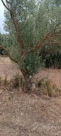 piante d'ulivo 30anni circa