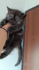 Exotic Shorthair 