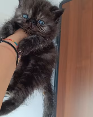 Exotic Shorthair 