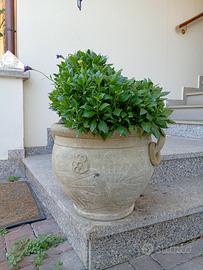 vaso anfora con pianta 