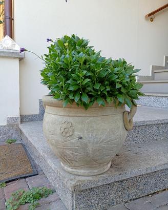 vaso anfora con pianta 