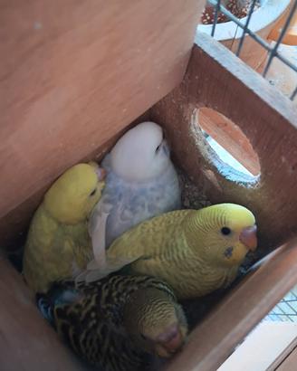 Cocorita