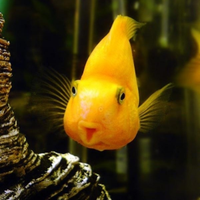 Pesci Tropicali Ciclide Parrot