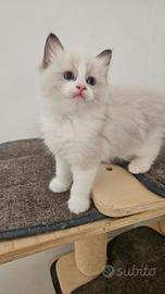 Cucciolo maschio ragdoll
