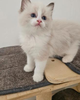 Cucciolo maschio ragdoll