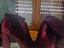 Immagine 4