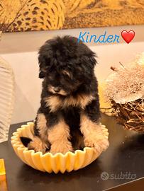 Barboncino Toy phantom