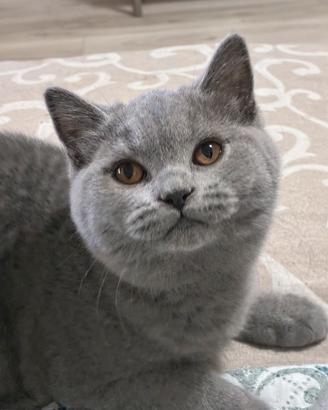 British Shorthair