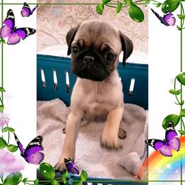 Cucciolo maschio di carlino