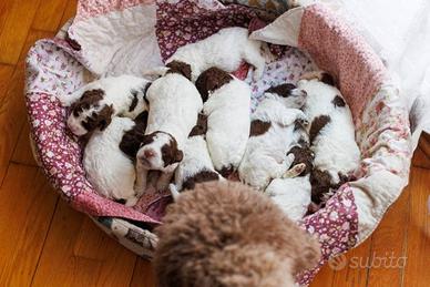 Cuccioli lagotto romagnolo