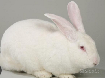 Conigli Linea Grimaud