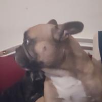 Morosa per buldog francese