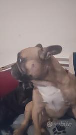Morosa per buldog francese
