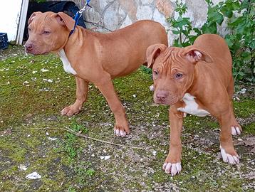 Pitbull UKC Red Nose