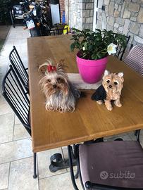 Yorkshire vera mini toy