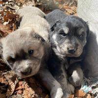 Cuccioli pastore della Sila