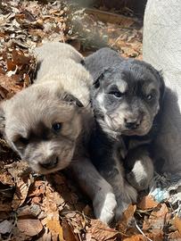 Cuccioli pastore della Sila
