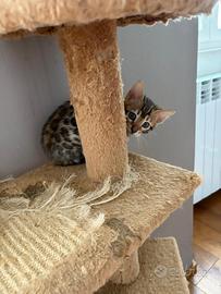 Cuccioli bengala con pedegree