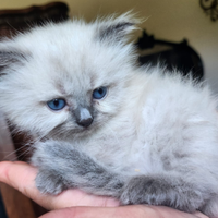 HIMALAYANO/ SACRO di BIRMANIA