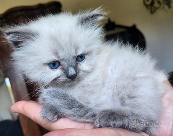 HIMALAYANO/ SACRO di BIRMANIA