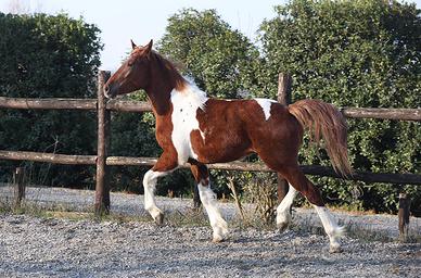 Draft Horse castrone 2024