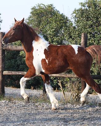 Draft Horse castrone 2024