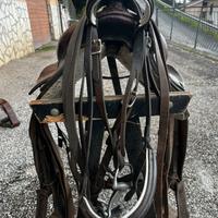 Testiera completa di morzo